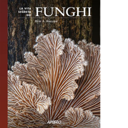 La vita segreta dei funghi